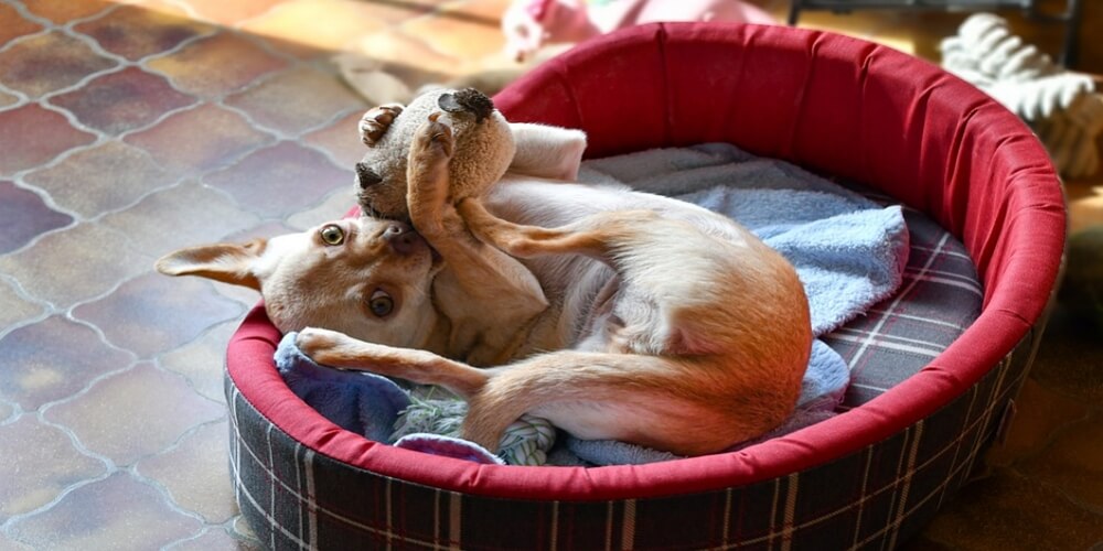 Must-Have Dog Accessories a Pet Owner Should Get